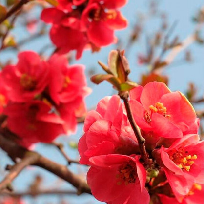 Айва Саржента (Sargentii)