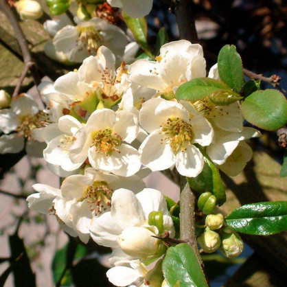 Айва Джет Трэйл (Jet Trail)