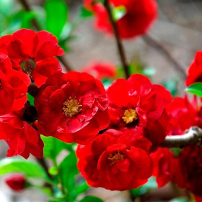 Айва Кримсон энд Голд