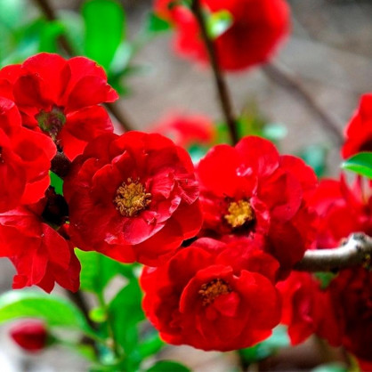 Айва Кримсон энд Голд