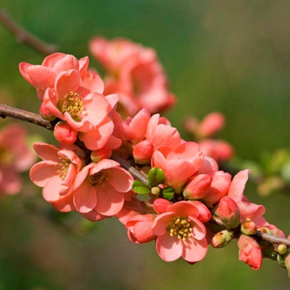 Айва Салмон Горизон (Salmon Horizon)