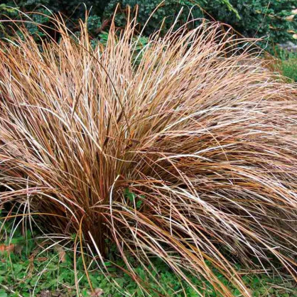 Осока власовидная Бронз Форм