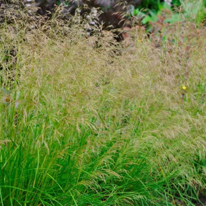 Щучка дернистая Голдтау