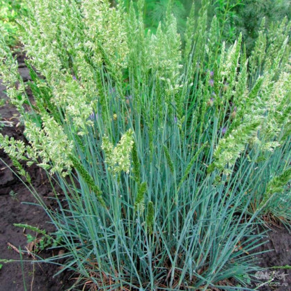 Тонконог сизый