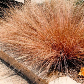 Осока буханана Ред Рустер