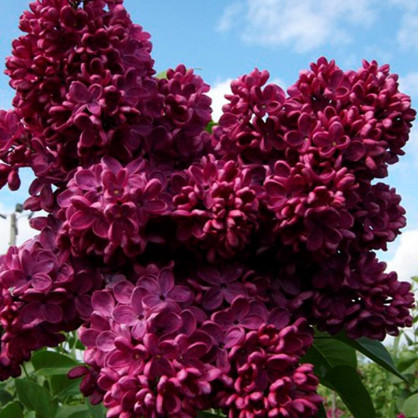 Сирень Знамя Ленина