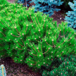 Сосна густоцветковая Лоу Глоу