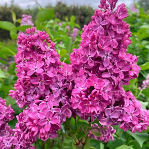 Сирень Индия