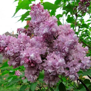 Сирень Катерина Хавемейер