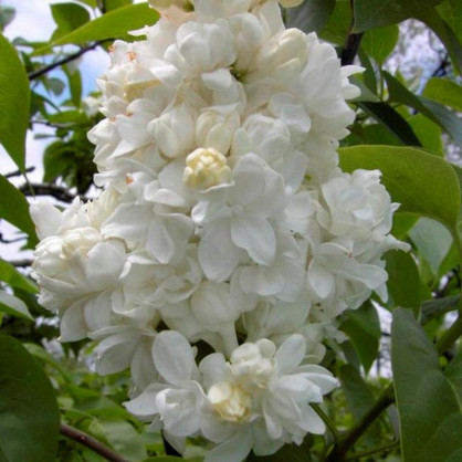 Сирень обыкновенная Моник Лемуан