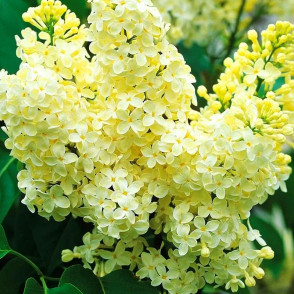 Сирень Примроуз (Primrose)