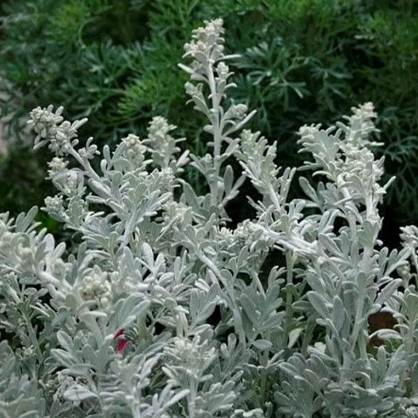 Полынь Стеллера Сильвер Брокед