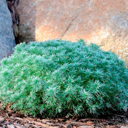 Полынь Шмидта Нана