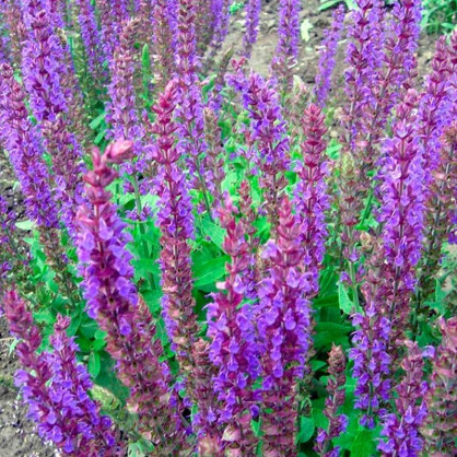 Шалфей дубравный в ассортименте