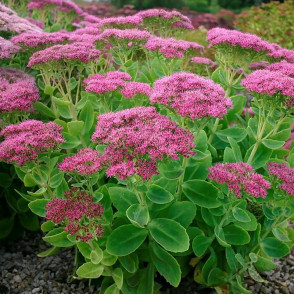 Очиток видный