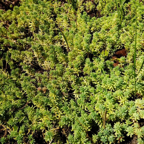 Седумы в ассортименте (многолетний)