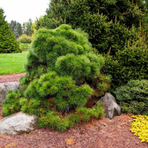 Сосна черная Хельга (Pinus nigra Helga)