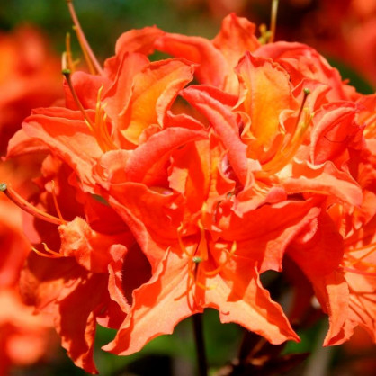 Рододендрон листопадный (Азалия) Мандарин Лайтс