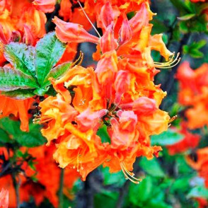 Рододендрон листопадный (Азалия) Knap Hill гибрид