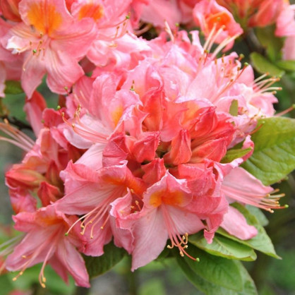 Рододендрон листопадный (Азалия) Пинк Делайт