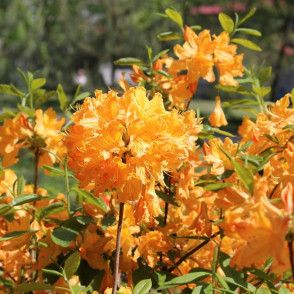 Рододендрон листопадный (Азалия) Голден Лайт