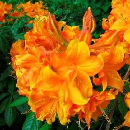 Рододендрон листопадный (Азалия) Клондайк