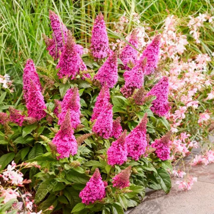 Буддлея Давида Баттерфляй