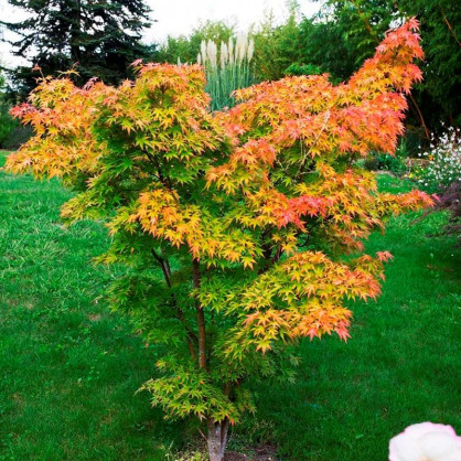 Клен веерный Оранж Дрим