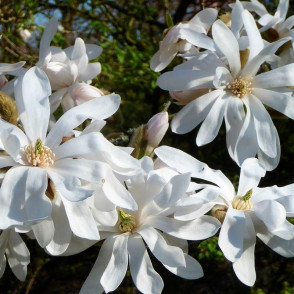 Магнолия Звездчатая Стеллата