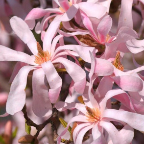 Магнолия Лебнера Леонард Мессел