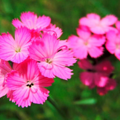 Гвоздика картузианская