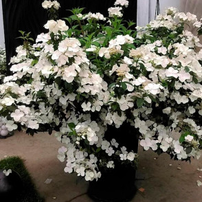 Гортензия Сбежавшая невеста (Runaway Bride)