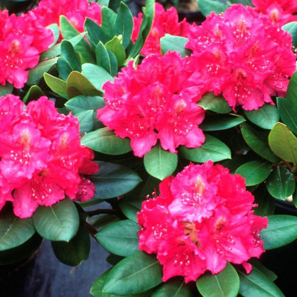 Рододендрон Пирс Американ Бьюти