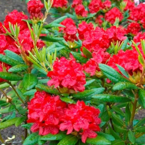 Рододендрон Андантино