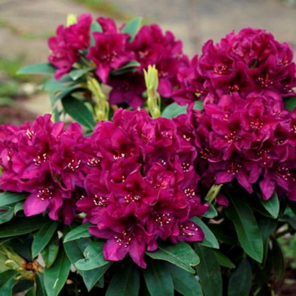 Рододендрон Полярная ночь