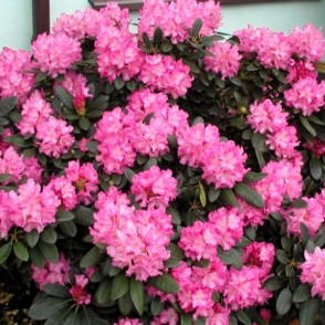 Рододендрон Блюретта