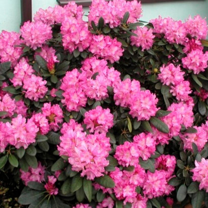 Рододендрон Блюретта