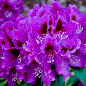 Рододендрон Распутин (Rasputin)