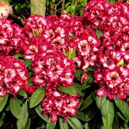 Рододендрон Пайнтед Пурпл (Painted Purple)