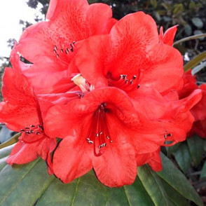 Рододендрон Матадор (Matador)