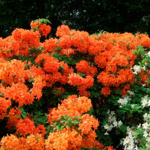 Рододендрон листопадный (Азалия) в ассортименте