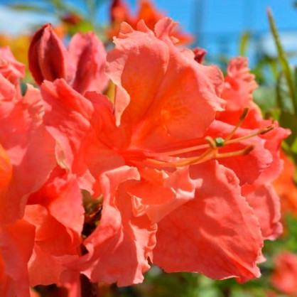 Рододендрон листопадный (Азалия) Сарина