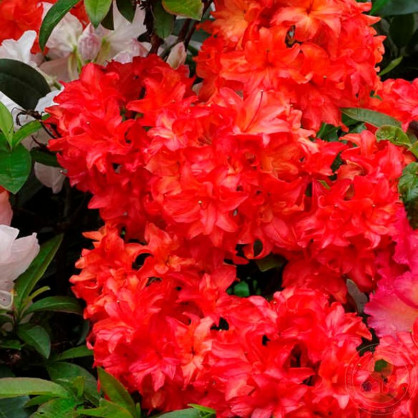 Рододендрон листопадный (Азалия) Фойеркепфхен