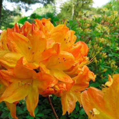 Рододендрон листопадный (Азалия) Арнесонс Джем