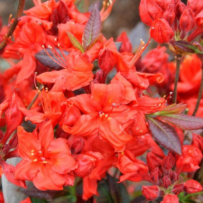 Рододендрон листопадный (Азалия) Фаербол