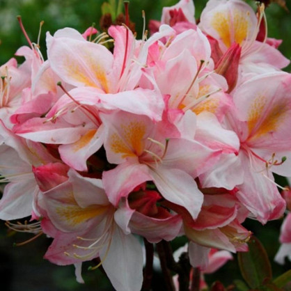 Рододендрон листопадный (Азалия) Сатоми