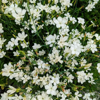 Гвоздика травянка Альбус