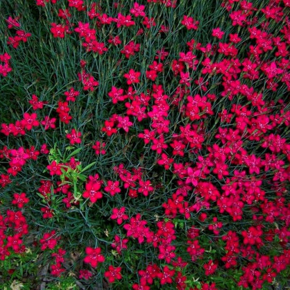 Гвoздикa тpaвянкa Бpиллиaнт