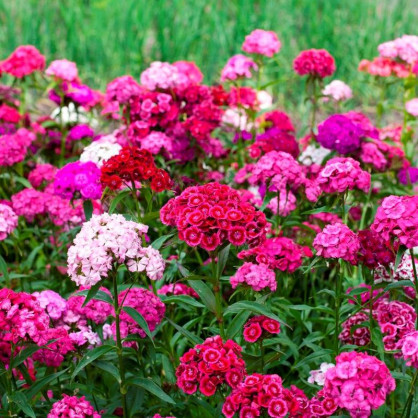 Гвоздика бородатая в ассортименте