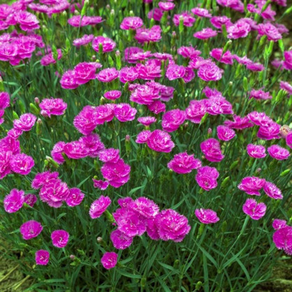 Гвоздика перистая Претти Бекки